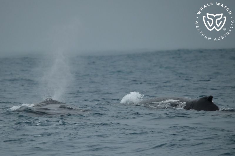 Whale Watch Western Australia