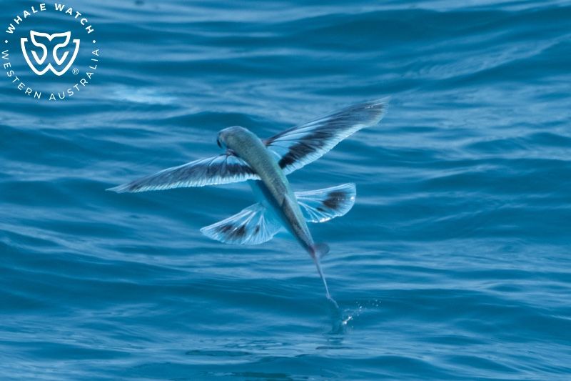 Whale Watch Western Australia