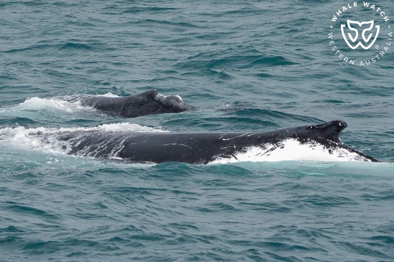 Whale Watch Western Australia