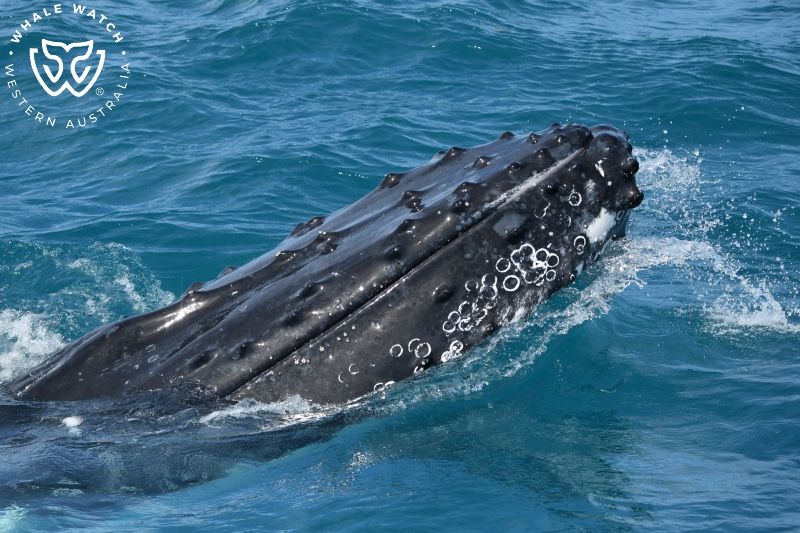 Whale Watch Western Australia