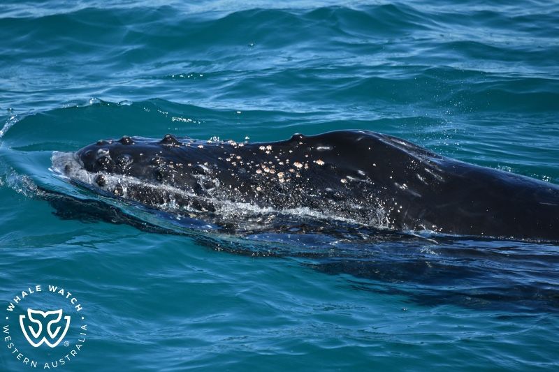 Whale Watch Western Australia