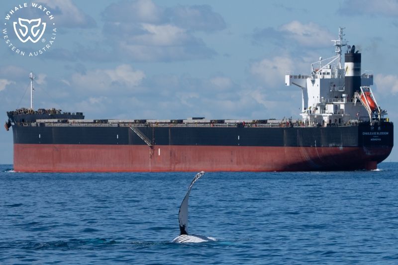 Whale Watch Western Australia