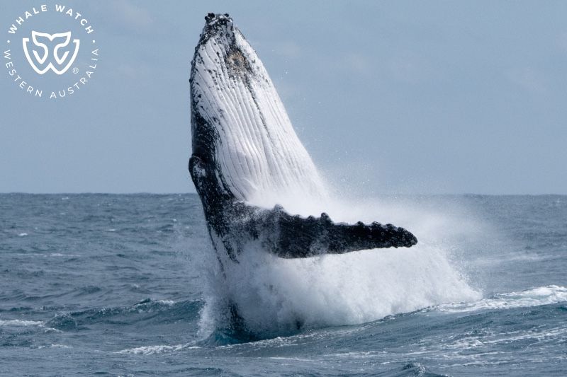 Whale Watch Western Australia