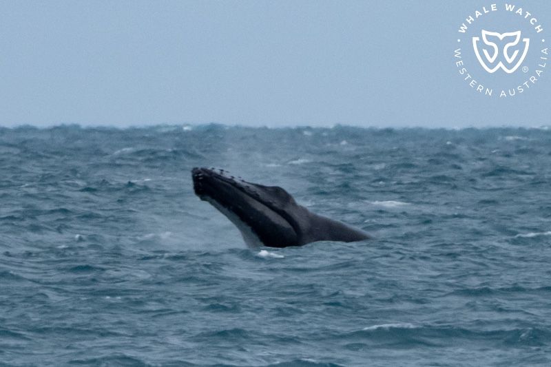 Whale Watch Western Australia