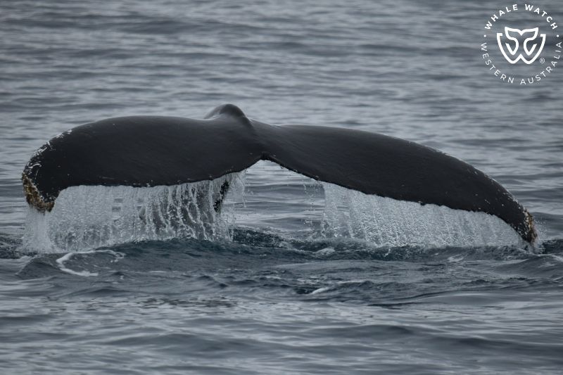 Whale Watch Western Australia