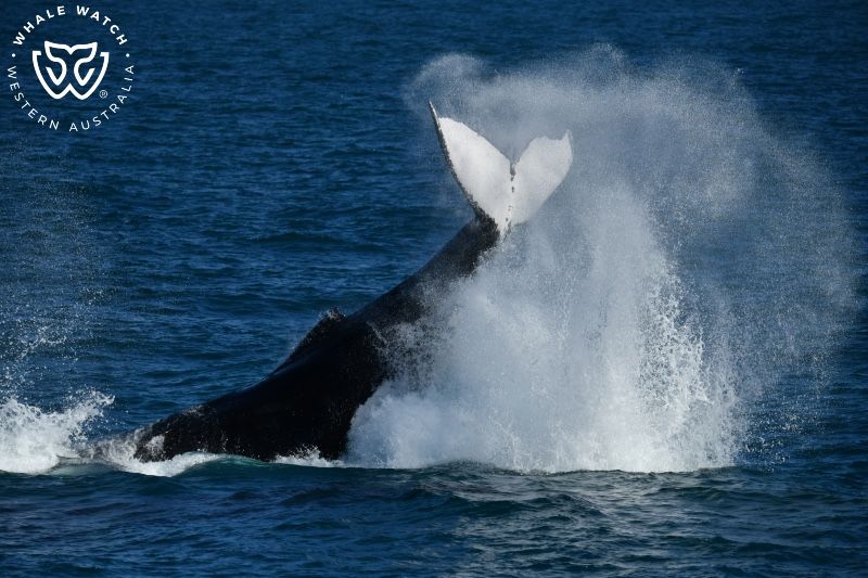 Whale Watch Western Australia