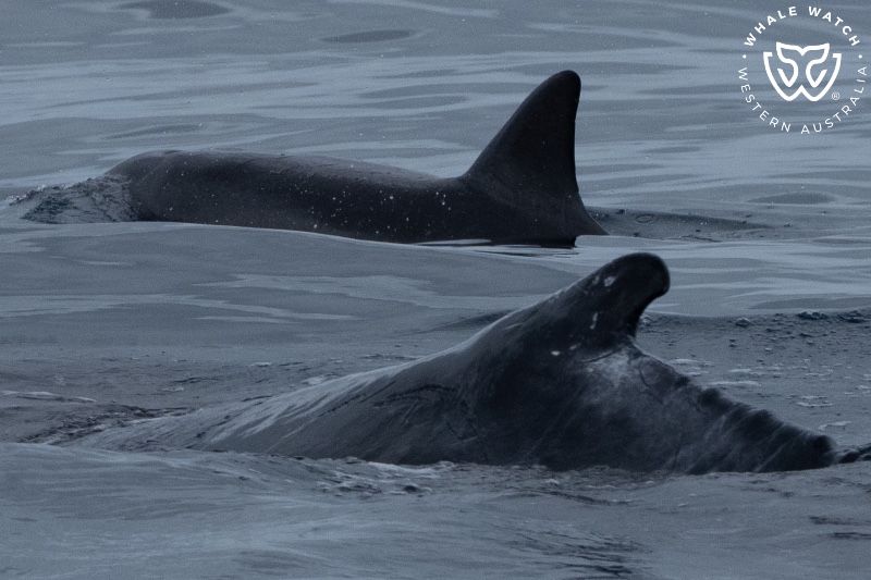 Whale Watch Western Australia