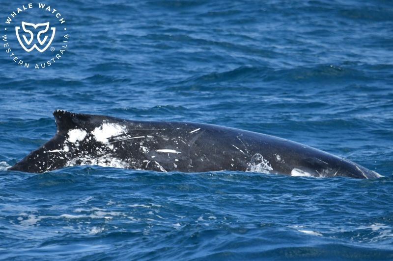 Whale Watch Western Australia