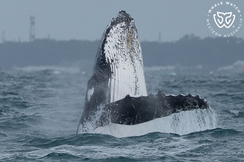 Whale Watch Western Australia