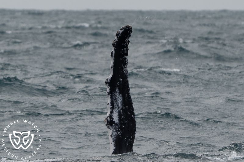 Whale Watch Western Australia