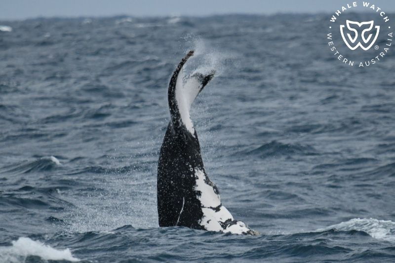 Whale Watch Western Australia