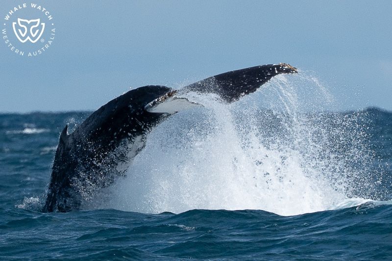 Whale Watch Western Australia