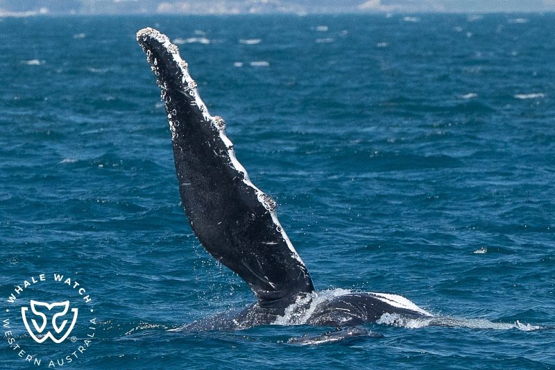 Whale Watch Western Australia