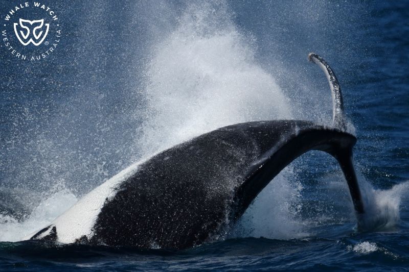Whale Watch Western Australia