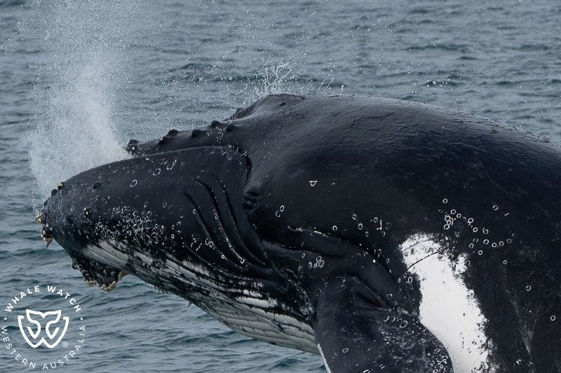 Whale Watch Western Australia