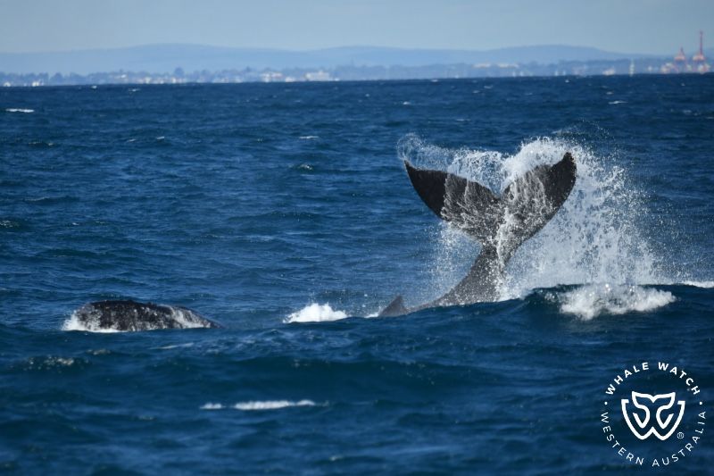Whale Watch Western Australia