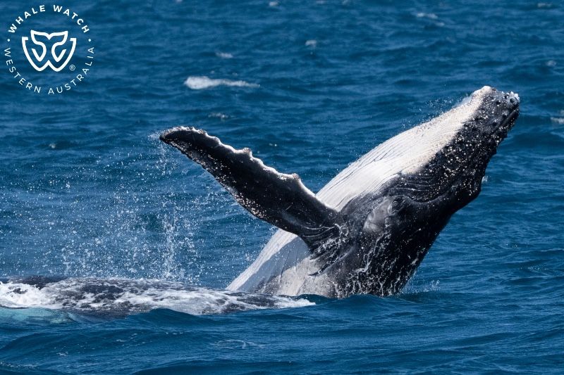 Whale Watch Western Australia
