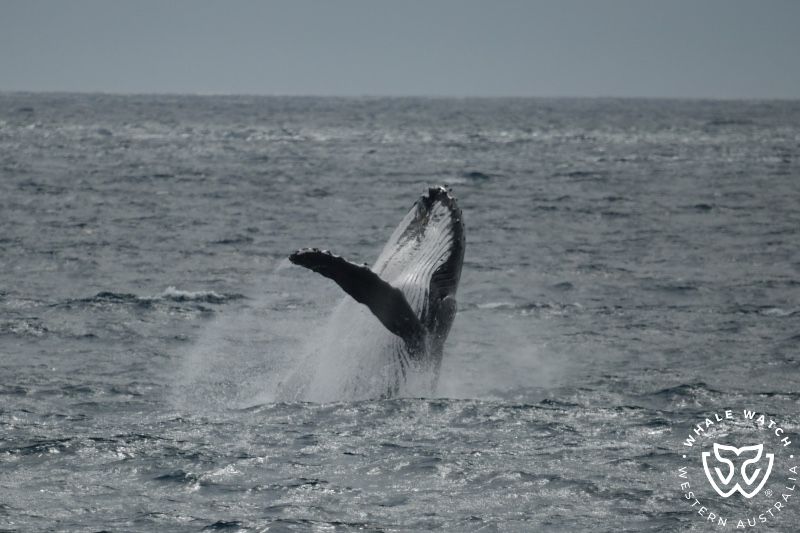 Whale Watch Western Australia