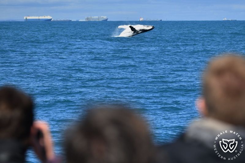 Whale Watch Western Australia