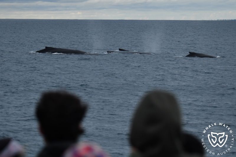 Whale Watch Western Australia