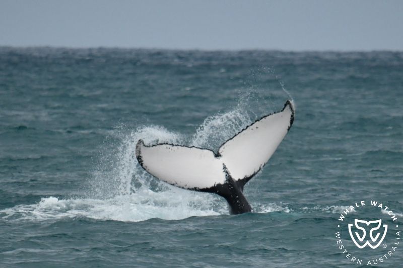 Whale Watch Western Australia