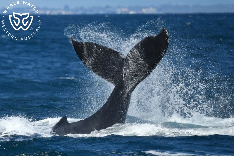 Whale Watch Western Australia
