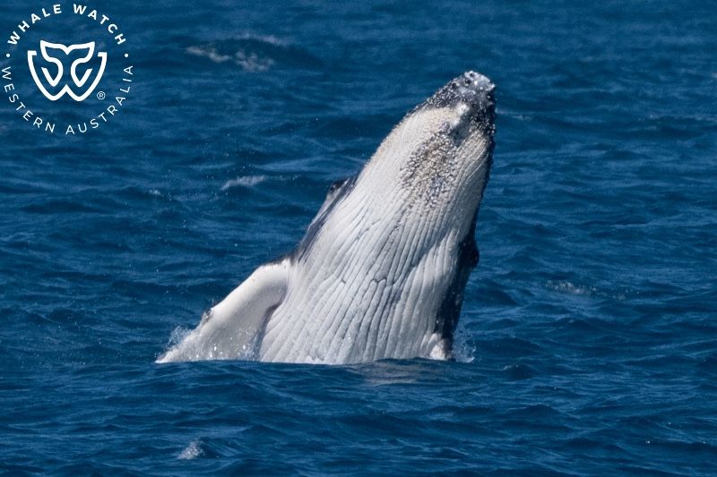 Whale Watch Western Australia