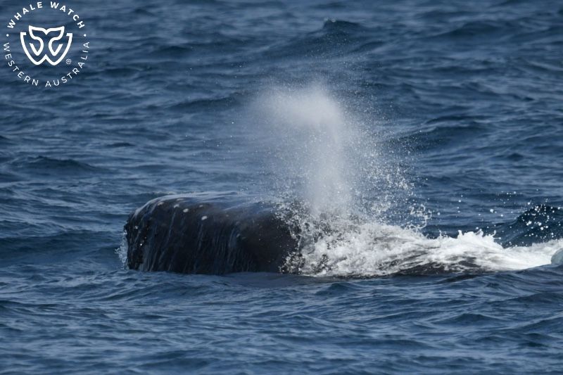 Whale Watch Western Australia