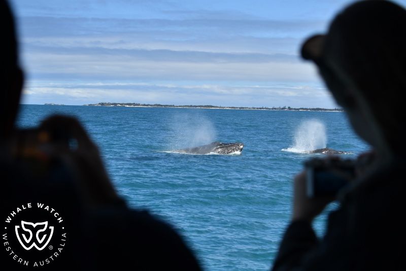 Whale Watch Western Australia