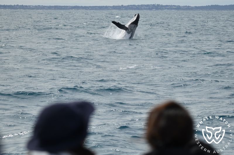 Whale Watch Western Australia