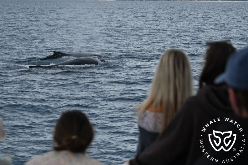 Whale Watch Western Australia
