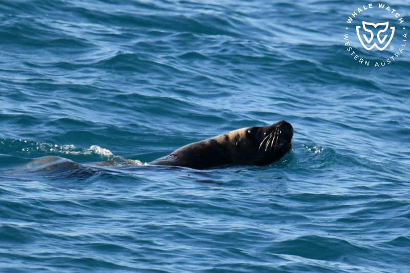 Whale Watch Western Australia