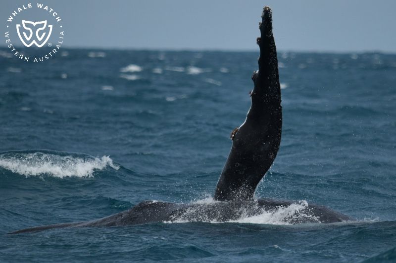 Whale Watch Western Australia