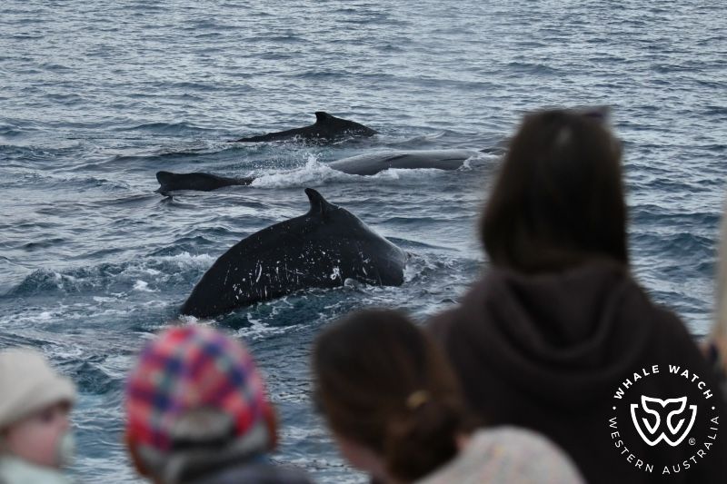 Whale Watch Western Australia