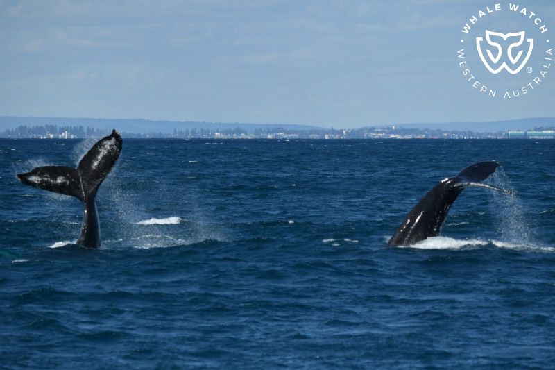 Whale Watch Western Australia