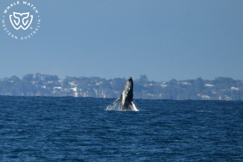 Whale Watch Western Australia