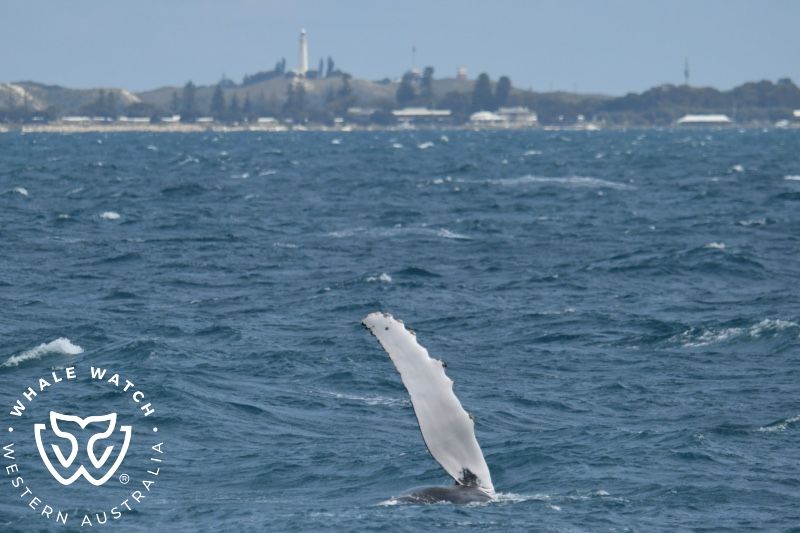 Whale Watch Western Australia