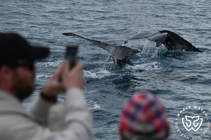 Whale Watch Western Australia