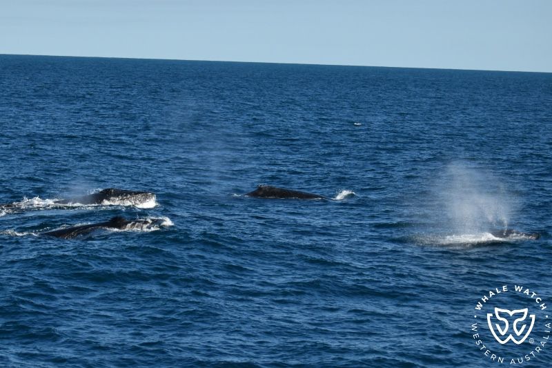 Whale Watch Western Australia