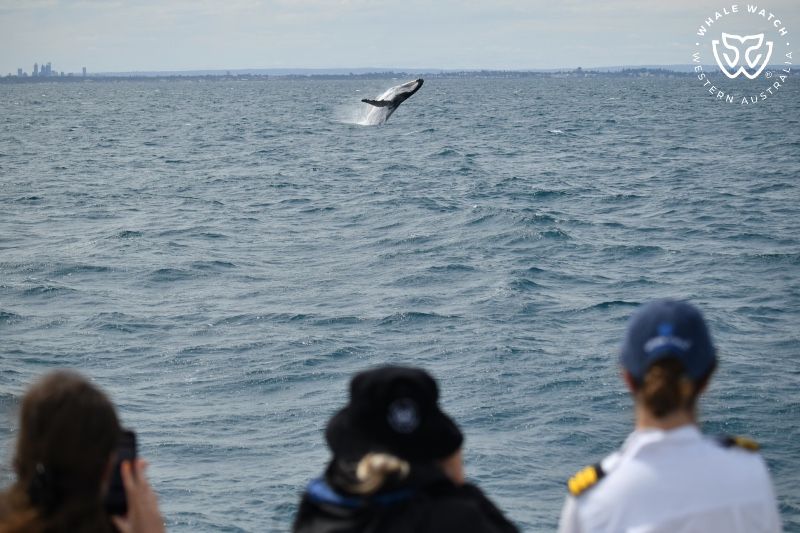 Whale Watch Western Australia