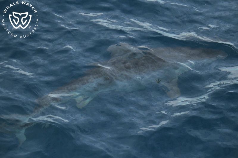 Whale Watch Western Australia