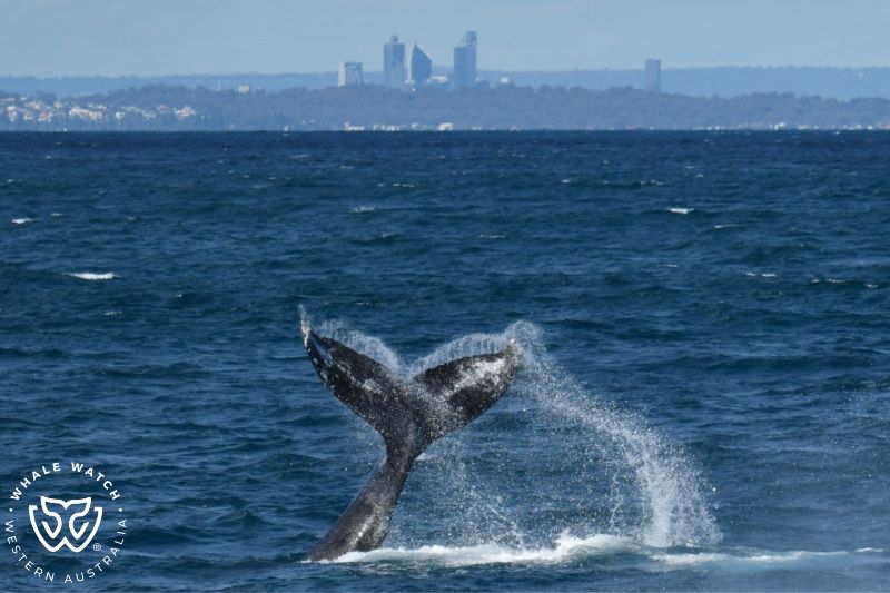 Whale Watch Western Australia