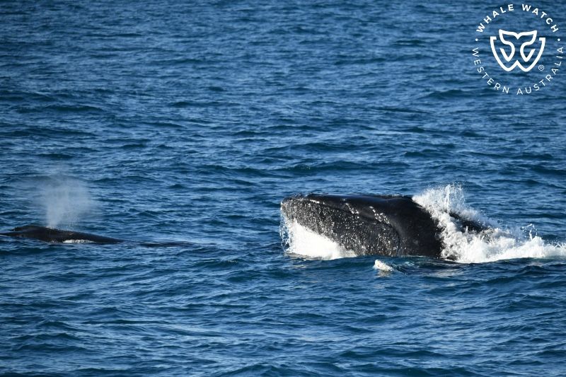 Whale Watch Western Australia