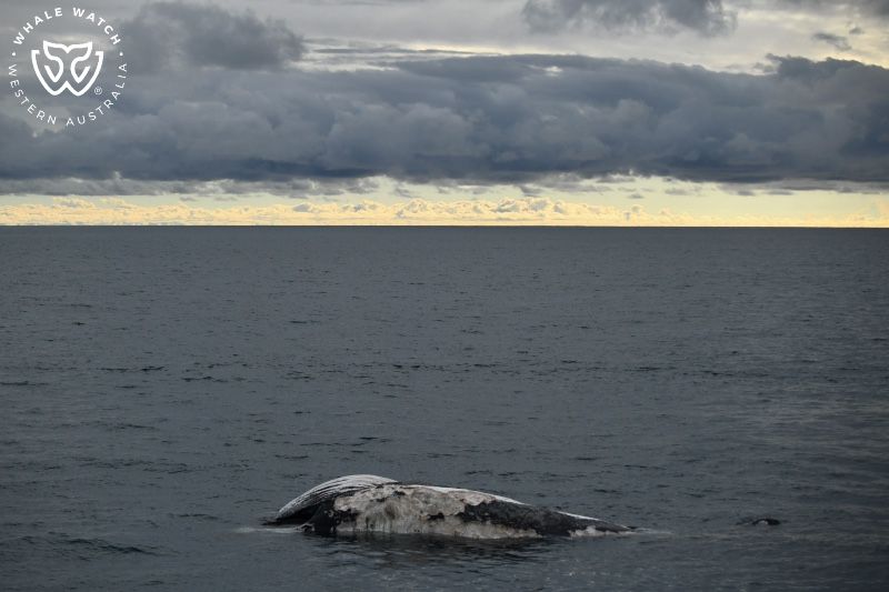 Whale Watch Western Australia