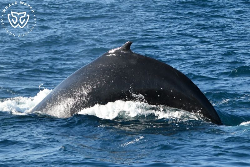 Whale Watch Western Australia