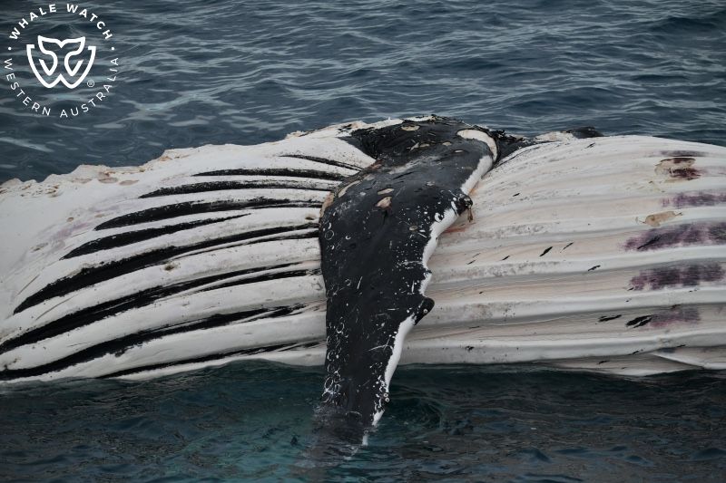 Whale Watch Western Australia