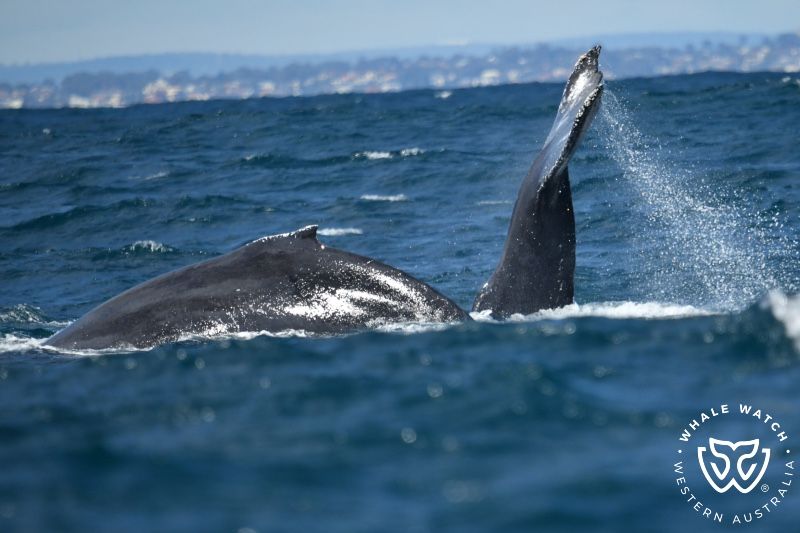 Whale Watch Western Australia