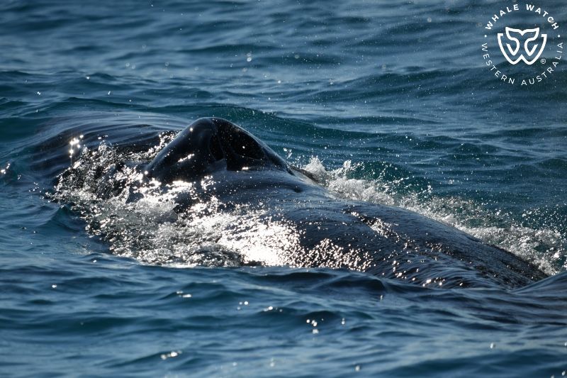Whale Watch Western Australia