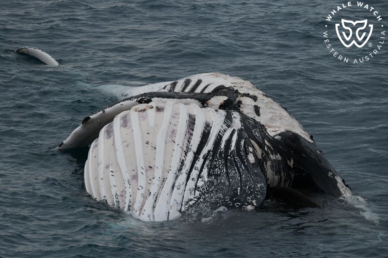 Whale Watch Western Australia