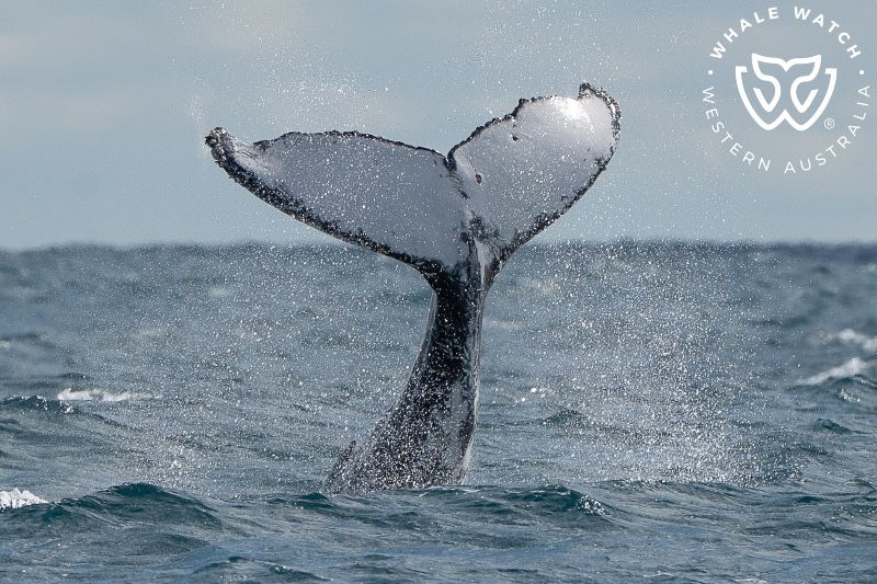 Whale Watch Western Australia